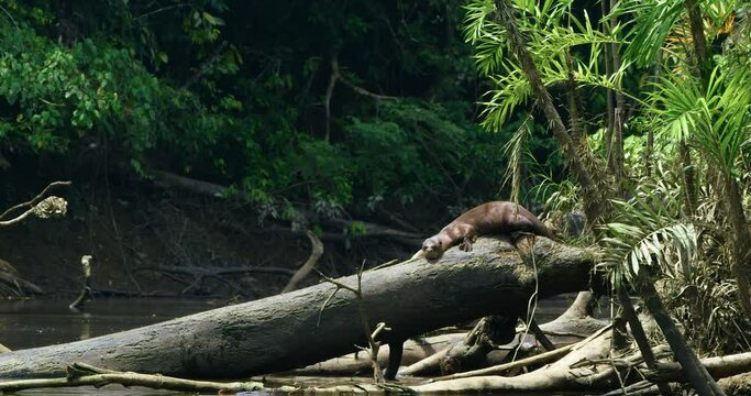 Discover how Giant Otters spend their days in the park.
