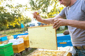 The beekeeper inserts beehive partition beehive divider from plastic to divide the hive into...