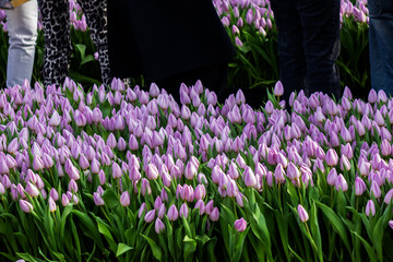 Every third Saturday in January is National Tulip Day in the Netherlands. On this day about 200,000...