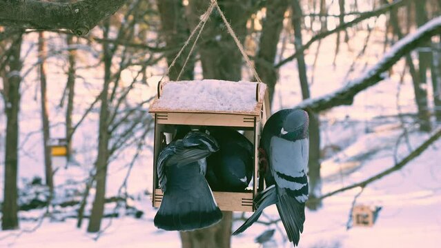 Pigeons eat from a feeder against the backdrop of snow in a winter park.