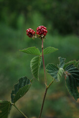 Unripe Red Blackberries