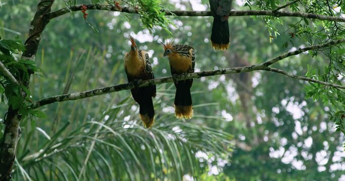 Group of Hoatzin birds on a tree inside the Yasuni National Park.