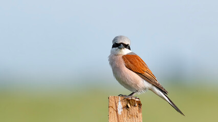 red backed shrike