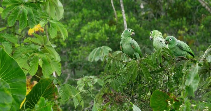 Magnificent creatures inside the UNESCO reserve Ecuador.