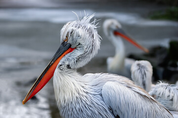 Two (dalmatian) pelicans in winter - 715051000