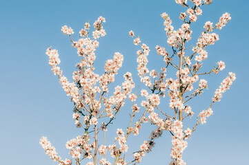Blooming tree against the blue sky.
