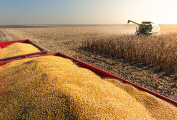 Corn harvest on a farmland in sunset