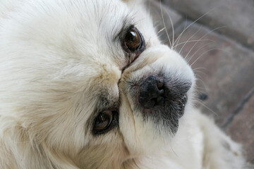 Close up of white Pekingese dog face