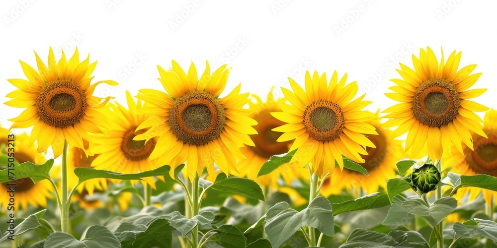 Poster A beautiful field of sunflowers with a clear blue sky in the background. Perfect for adding a touch of nature and serenity to any project