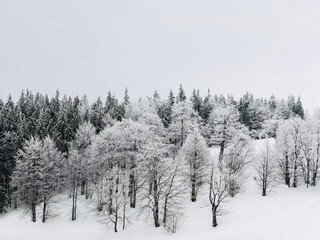 Trees covered in snow on a cold and foggy winter day with grey sky 