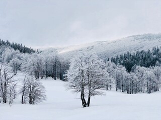 Trees covered in snow on a cold and foggy winter day with grey sky 