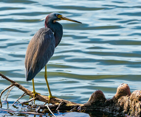 great blue heron by the water