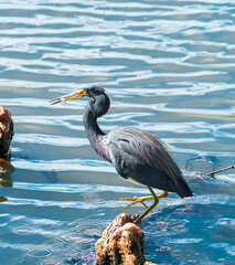 great blue heron with fish