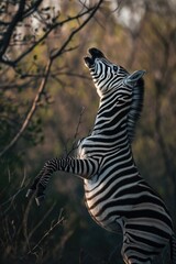 Zebra standing on its hind legs in a field. Ideal for wildlife or animal-themed projects