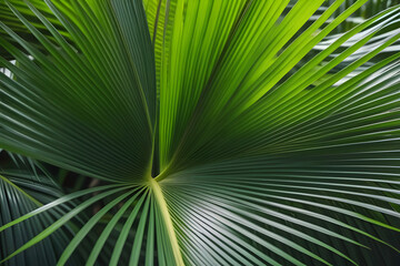 palm tree leaves. 
