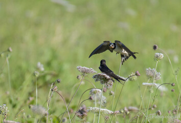 Hirondelle du printemps 