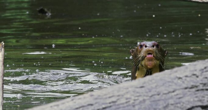 Two of the Giant River Otters spend a friendly day in the Yasuni Park.