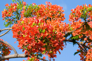 Flowers of the beautiful royal poinciana tree
