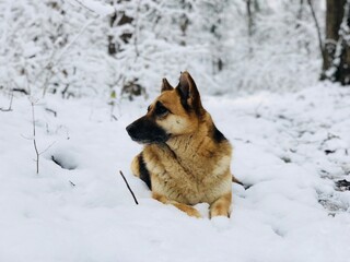 Selective focus of German shepherd dog sitting in the snow