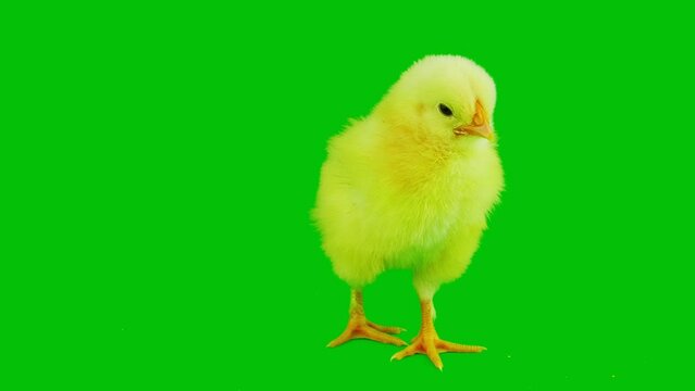 chick chicks on a green background screen