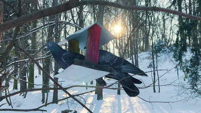 Pigeons eat from a feeder against the background of snow in a winter park and in the rays of backlight from the sun.