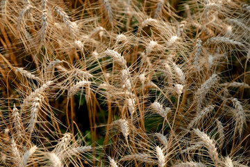 Background. Wheat field.