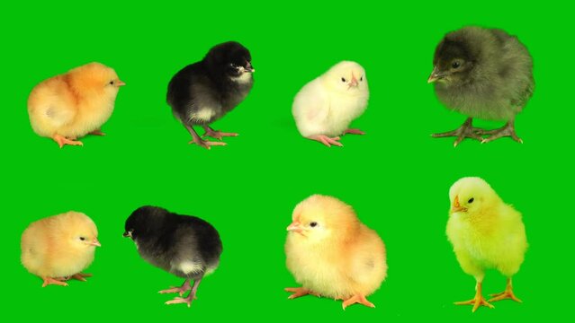 chick  on a green background screen