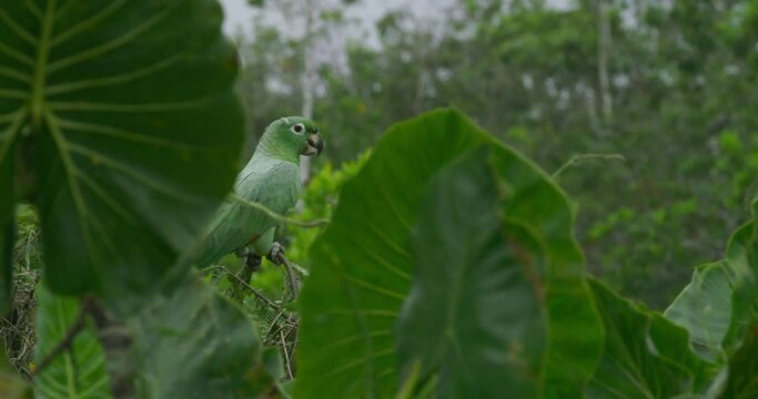 Breathtaking sight of a Mealy Parrot in Yasuni National Park.