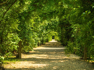 Tree lined pathway with sun in Oyster Bay Planting Fields on Long Island, New York