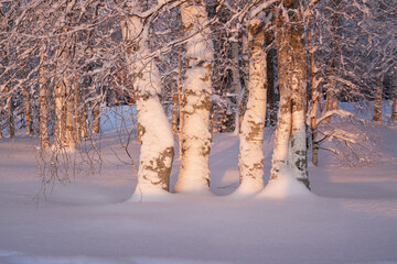 Winter landscape with a birch tree in the museum "Malye Korely"