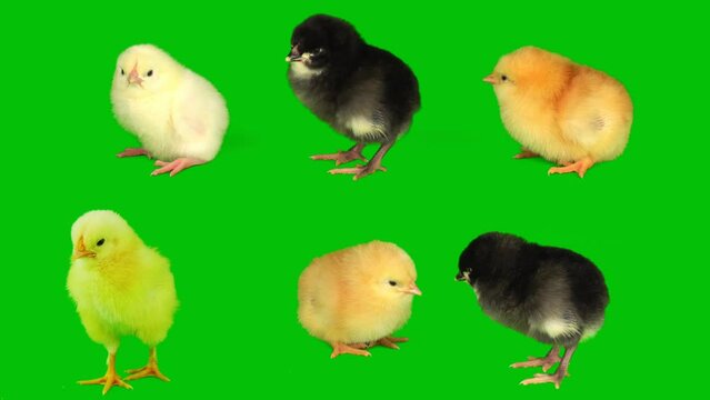 chick chicks on a green background screen