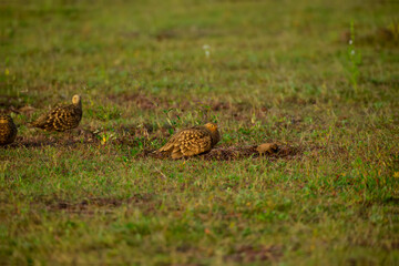 three small birds and two baby birds standing in a grassy field