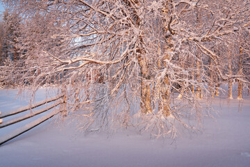 Winter landscape with a birch tree in the museum "Malye Korely"