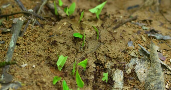 Close up shot showing group of Ants saving food.