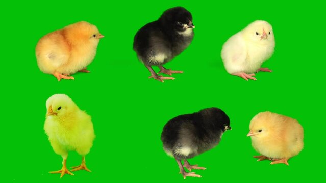 chick chicks on a green background screen