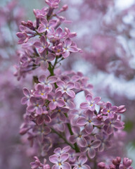 Blooming purple lilac flowers background, close up