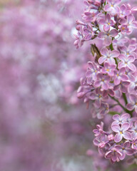 Blooming purple lilac flowers background, close up