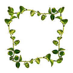 Ivy garland leaf twigs arranged in a frame on isolated transparent background