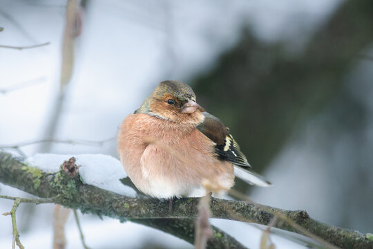 Common chaffinch (Fringilla coelebs) sitting on a branch in winter