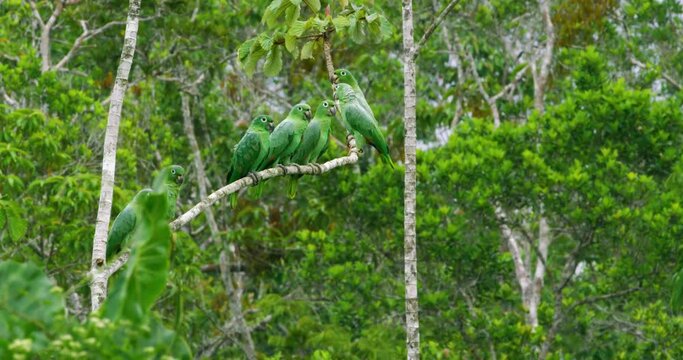 Parrots swinging on a thin tree branch.