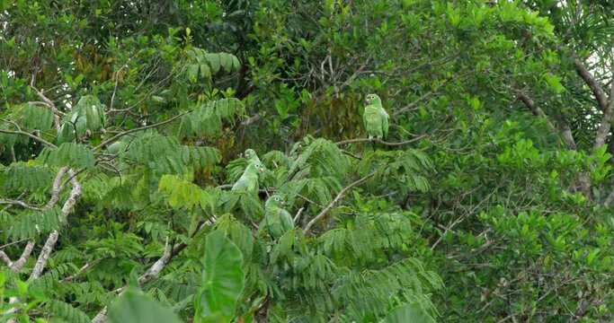 Group of attractive Southern Mealy Parrots within trees.