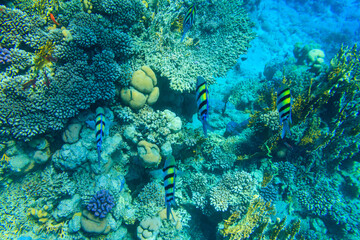 Fototapeta na wymiar Indo-Pacific sergeant (Abudefduf vaigiensis), also known as the Sergeant major on coral reef in the Red sea. School of fish undersea