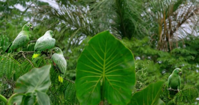 Incredible footage of Parrots group sitting calmly on a branch.