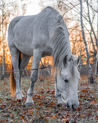 Obraz na płótnie Canvas White horse on a pasture in the forest at sunset in autumn