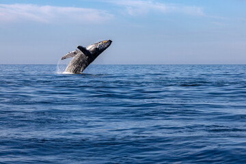Fototapeta premium humpback whale breaching, Puerto Vallarta