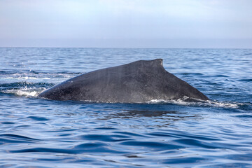 humpback whale, Puerto Vallarta, Mexico