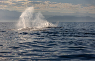 humpback whale, Puerto Vallarta, Mexico