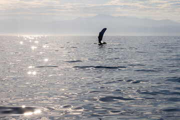 humpback whale fin, Puerto Vallarta, Mexico