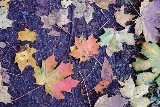 Autumn maple leaves of different colors on the road. View from above.