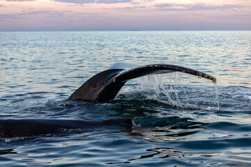 humpback whale tail, Puerto Vallarta, Mexico